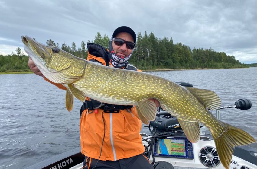  Lapland Pike spinnerbait time